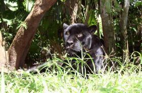dangerous animalsin Belize A Black Jaguar in the Belize Zoo – Best Places In The World To Retire – International Living